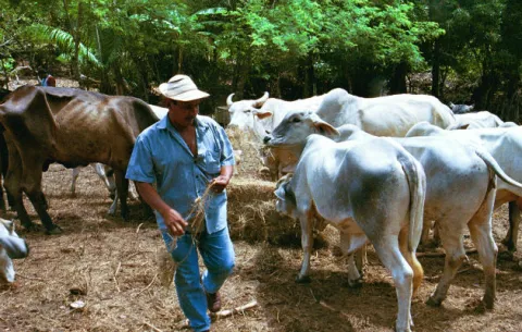 Mida establece cordón zoosanitario ante brote de rabia bovina