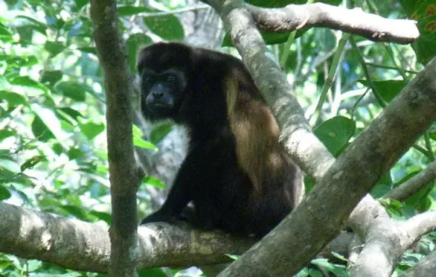 Aumentan muertes de monos en peligro de extinción en Azuero, por electrocución 