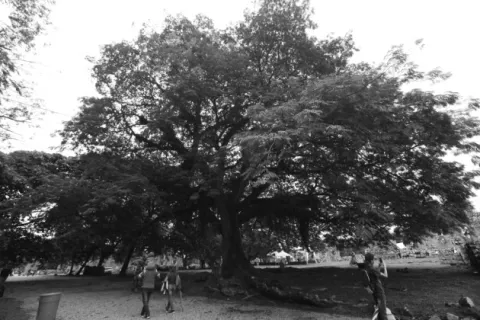La historia ambiental en Panamá: una realidad en construcción