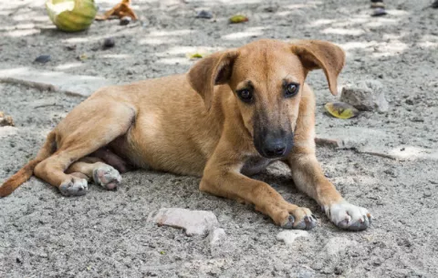 Iniciativa legislativa busca crear programas municipales de bienestar animal