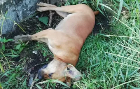 Envenenan a dos de los perros que atacaron a menor de 7 años en Boquerón