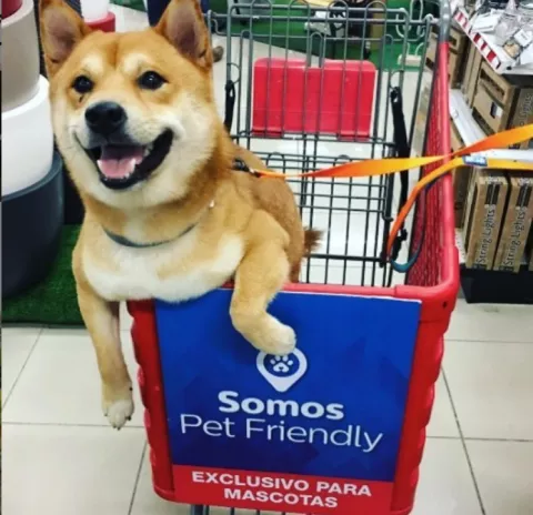 Comerciantes apuestan al Pet Friendly en busca de mayor afluencia y número de ventas
