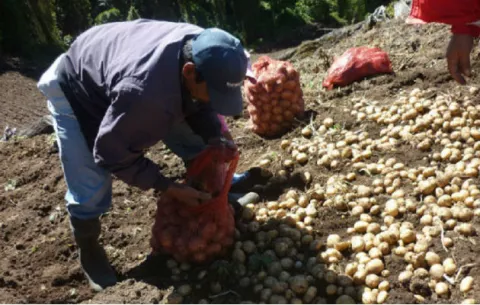 Productores están sin dinero para sembrar este año