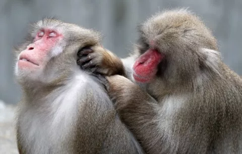 Ven bajo nueva luz la conducta homosexual