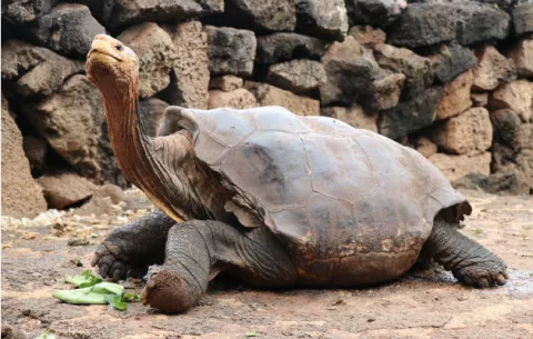 Tortuga que ayudó a su especie se jubila