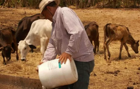 Ganaderos se preparan ante la fuerte sequía