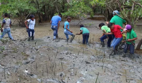 Buscan garantizar sostenibilidad del manglar en Chame