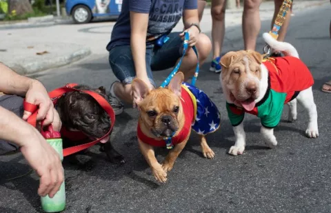 Perros disfrazados se toman  el malecón de la playa de Copacabana para celebrar el Carnaval