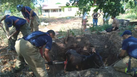 Bomberos rescatan a un caballo que cayó en un hueco en Los Santos