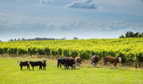 Carne, soja, gas y vino, los oasis de crecimiento de la economía argentina