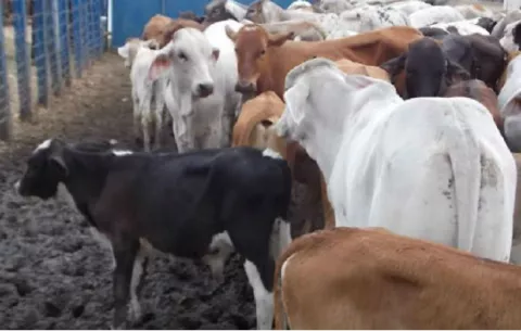 Clasificar carne fomentaría las inversiones  