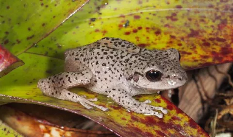 El sur de Ecuador, un paraíso para los anfibios