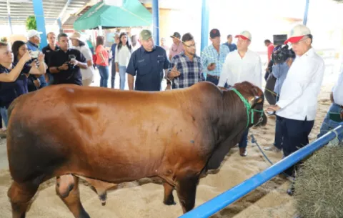 Sector ganadero podría exportar carne bovina hacia Estados Unidos