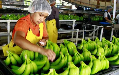 Exportaciones panameñas crecen 6.1 por ciento durante el 2019