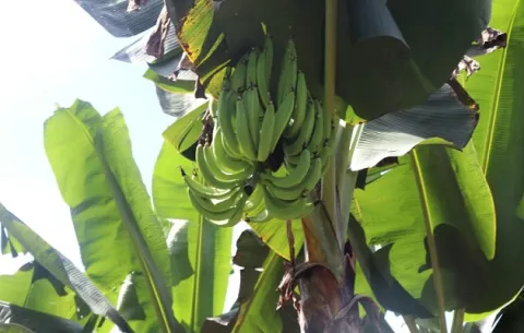 La FAO inicia un programa para prevenir enfermedad devastadora que afecta el banano