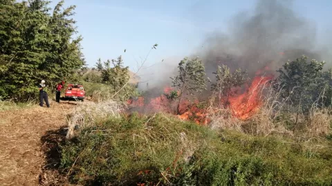 Incendio en maizal deja grandes pérdidas para los productores de Los Santos