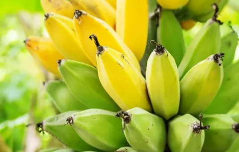IICA y FAO definen agenda para prevenir hongos y plagas en Centroamérica