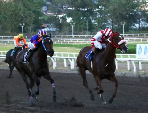 La Polla va en pos de mejorar su marca en el Hipódromo Presidente Remón