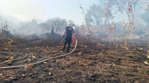 Cincuenta hectáreas de maíz y pasto son afectadas por incendio en Los Santos