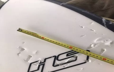 Surfista se salva de ser devorado por un tiburón blanco tras golpearlo en los ojos