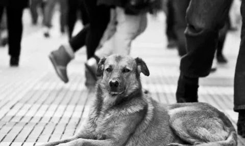 Sobre el maltrato animal