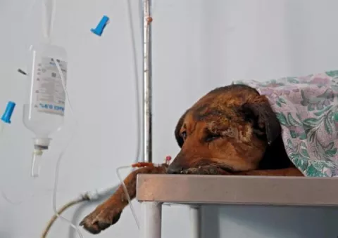 Los perros callejeros en Georgia dejan de ser una plaga y ahora forman parte del paisaje urbano