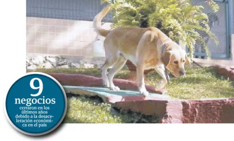  Negocio para atender a  perros cae 30 por ciento