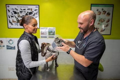 Luego del brexit, las mascotas que pueden ser afectadas por el "petxit"