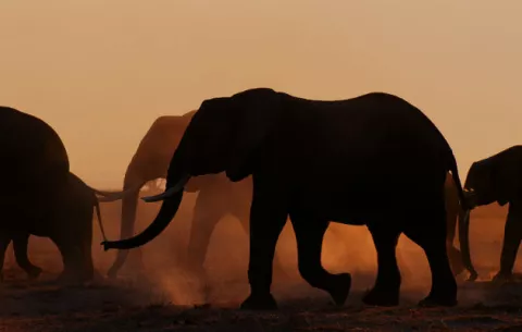 Programas de televisión sobre animales y naturaleza vuelve a ser un éxito