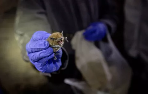 Murciélagos son implicados en varios brotes de enfermedad, en especial el coronavirus