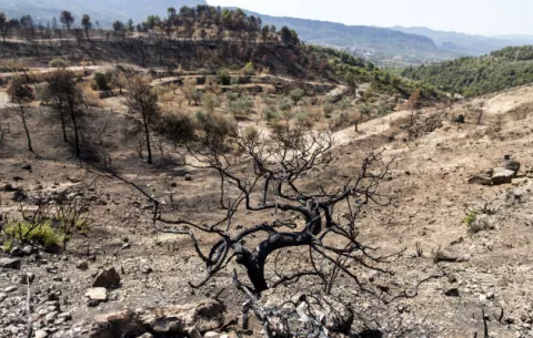 Bosques en sequía podrían arder