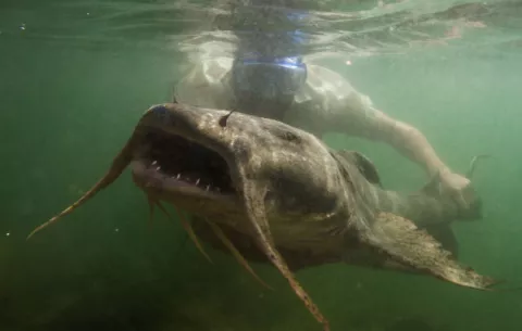 Los animales gigantes de agua dulce están desapareciendo