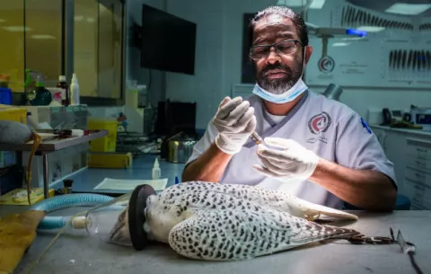 Brindan cuidados de primer nivel, sólo para halcones