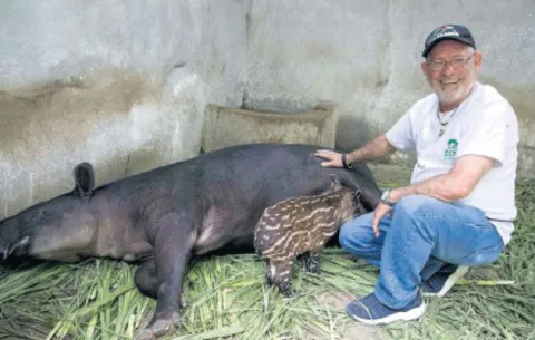 Nace en zoológico nica  una tapir en cautiverio