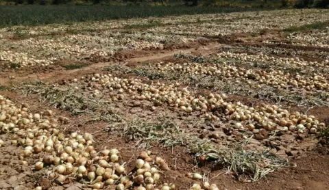 85 mil quintales de cebolla se producirán en la  provincia de Coclé