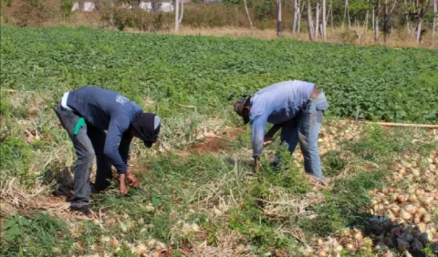 Coronavirus en Panamá: Productores siguen  garantizando  alimentos  a la población