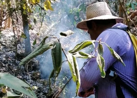 Coronavirus en Panamá: Cuarentena por COVID-19 no frena los incendios provocados en Herrera