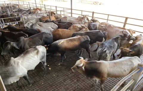 Coronavirus en Panamá: Gobierno compra novillos y cerdos para el Plan de Solidaridad Alimentaria