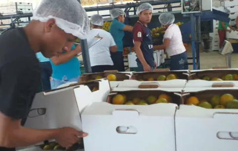 Panamá exporta naranja hacia el Caribe por primera vez 