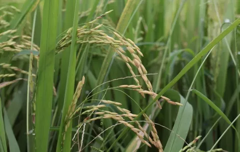 Coronavirus en Panamá: IMA desembolsará pago pendiente a productores de arroz por más de 343 mil dólares 