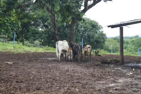 Sequía y bajos precios golpean a los lecheros de Panamá Oeste