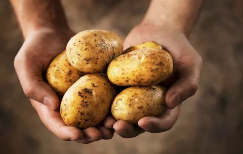 Suministro de papas está garantizado el resto del año por aporte de importadores y productores locales