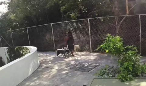 Abogado exige prisión para dueño de pitbulls que atacaron a un perro y su dueño en San Carlos