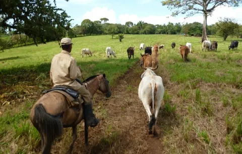 Productores venden el ganado a precios de 'ruina y quiebra'