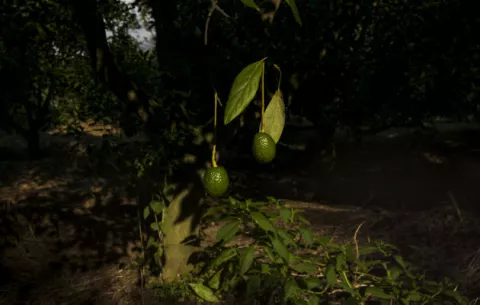 Es inútil boicotear los aguacates 