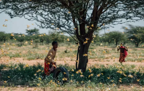 Plaga de langostas amenaza la comida en Kenia