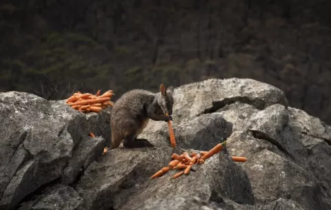 Salvan vida silvestre con lanzamientos de comida desde un helicóptero
