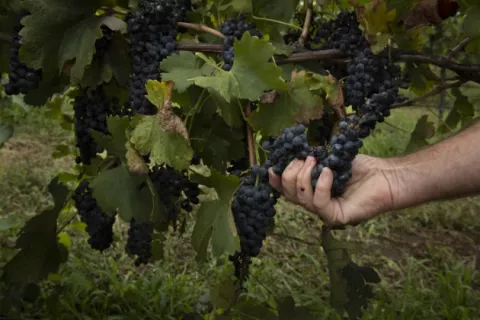 Humo amarga la vitivinicultura en Australia