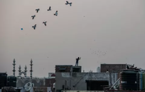 Cometas hieren a las aves en India