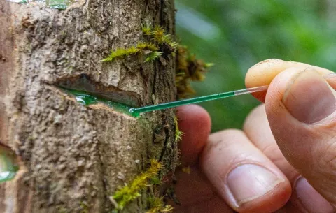 Apuestan a granjas que cosechan metales de plantas